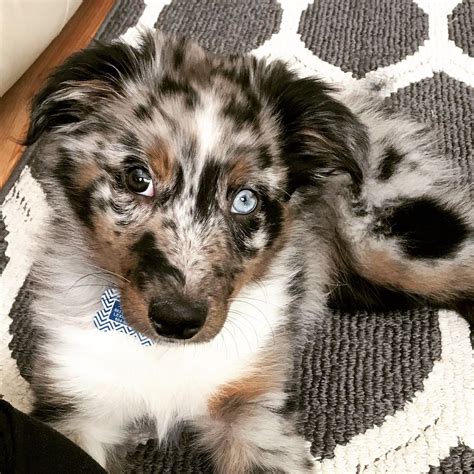 Blue Merle Australian Shepherd Puppy Heterochromatic 3 Months Old