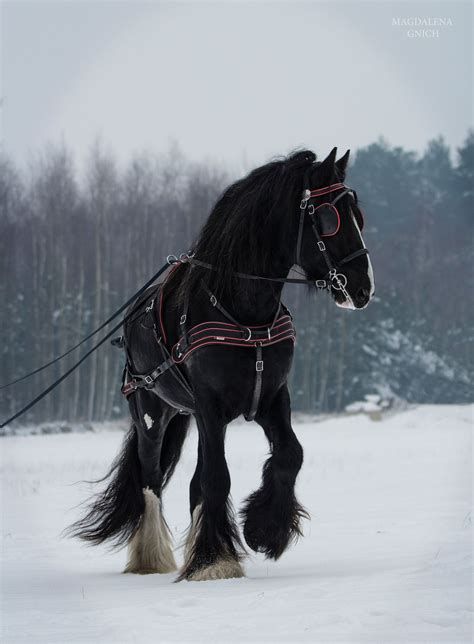 Shire Null Clydesdale Horses Horses Horses In Snow