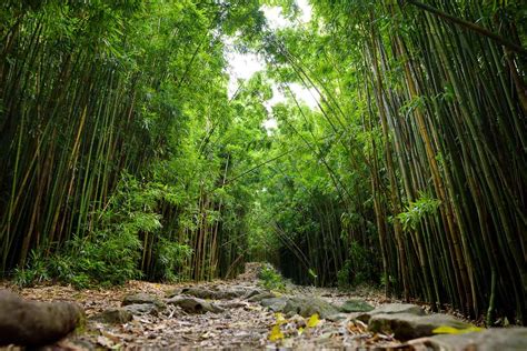 Bamboo Forest Maui The Best Guide To Hikes On The Road To Hana 2023