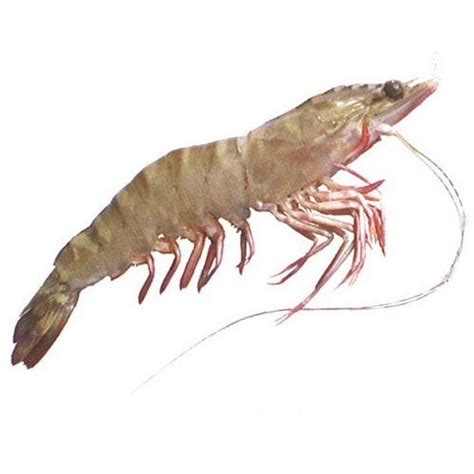 Flower Prawn Manufacturers Suppliers In India