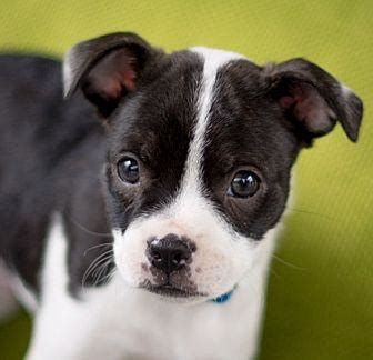 Find a boston terrier puppy from reputable breeders near you in colorado. Phil Boston Terrier Puppy Male for Sale in Denver ...