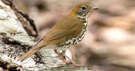 Wood Thrush Identification All About Birds Cornell Lab Of Ornithology