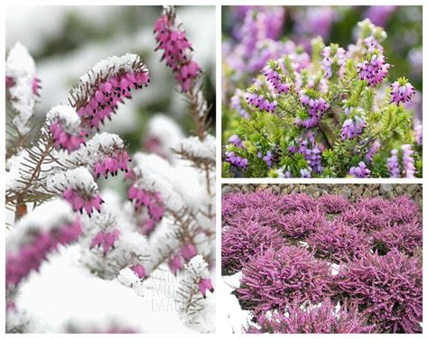 11 Winter Plants That Will Survive The Cold Weather