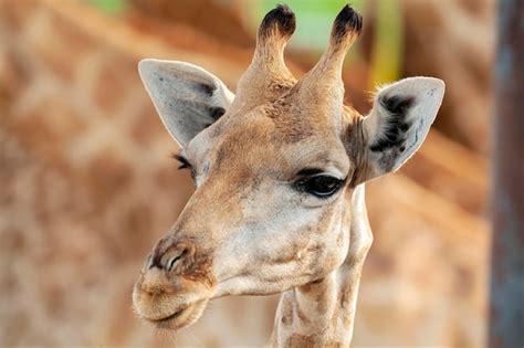 Girafe Rothschild Cette Sous Espèce De Girafe Du Nord Est En Danger