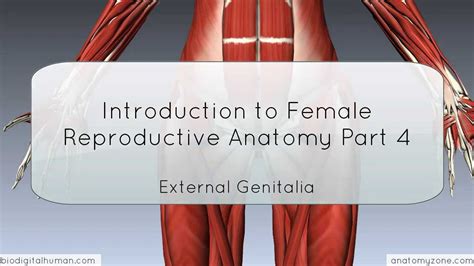Introduction To Female Reproductive Anatomy Part External Genitalia D Anatomy Tutorial
