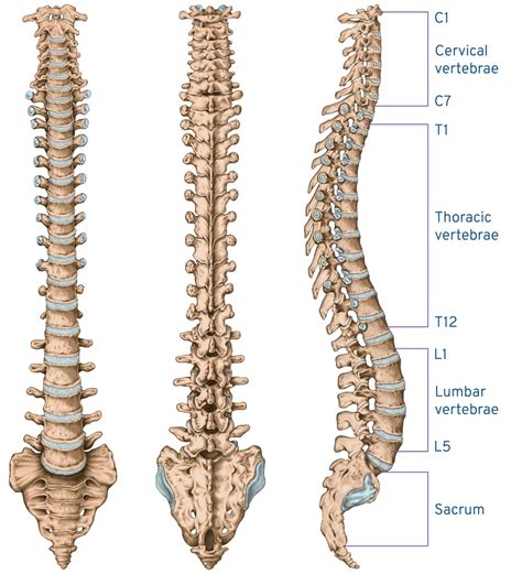 Spine Anatomy And The Effects Of Spinal Degeneration Disease