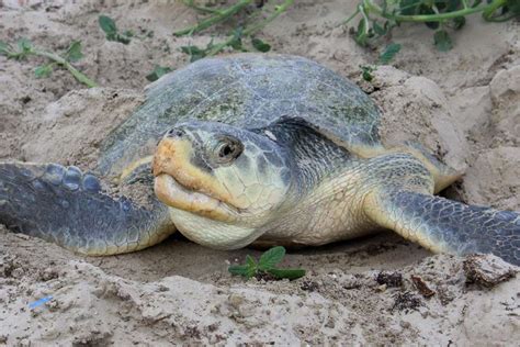 We did not find results for: How big do sea turtles get? | Olive Ridley Project