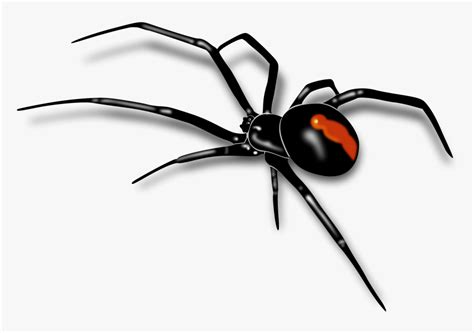 Spider Png Image Black Widow Spider Drawing Transparent Png Kindpng