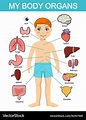 Human body anatomy child medical organs Royalty Free Vector