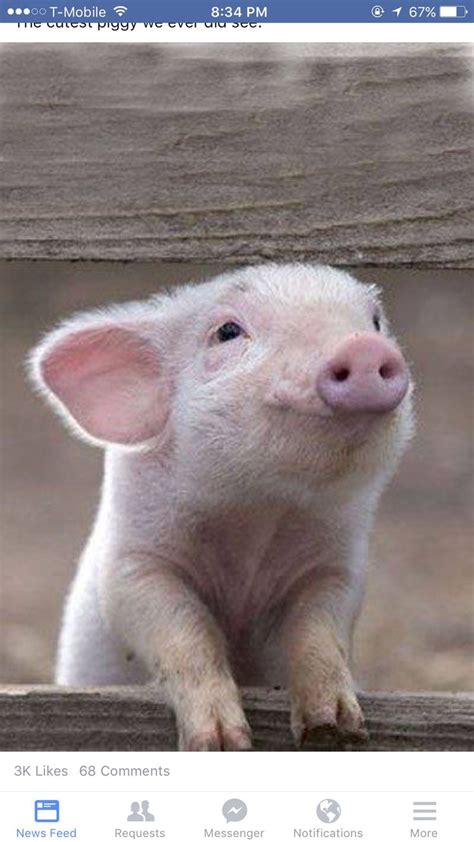 Pin By Melody Covington On Furry And Precious Cute Pigs Cute Animals