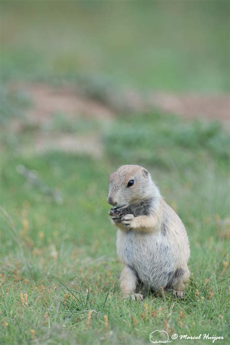 Marcel Huijser Photography Black Tailed Prairie Dog Cynomys