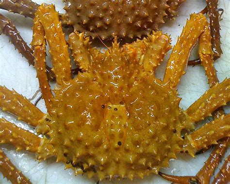 Golden King Crab Commercial Fishery To Close In North Stephens Passage