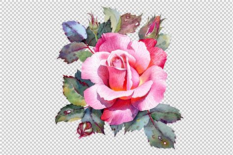 Rose Flower Botanical Illustration By Samiradragonfly Thehungryjpeg