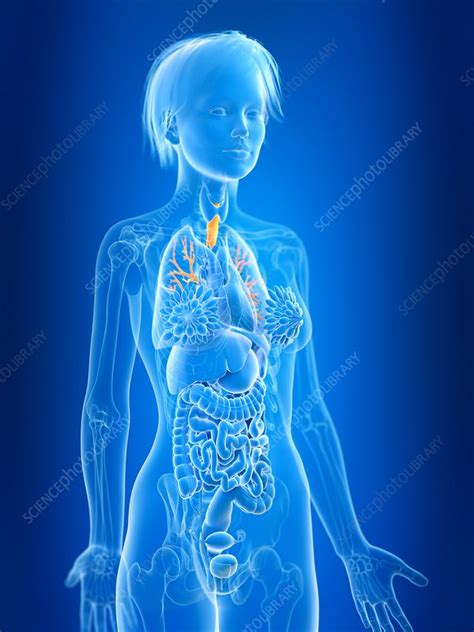 Illustration Of Female Bronchi Stock Image F Science