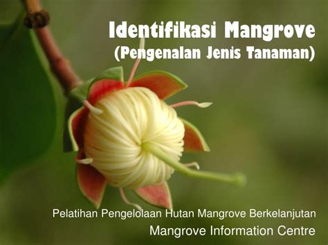 Ppt Identifikasi Mangrove Pengenalan Jenis Tanaman Powerpoint Sexiz Pix