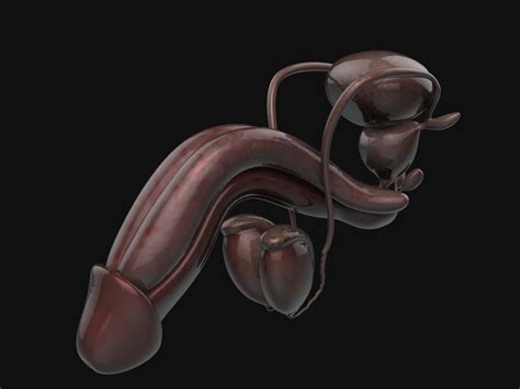 Learn all you need to know about the male reproductive system with digital flashcards. Anatomy male reproductive system 3D Model in Anatomy 3DExport