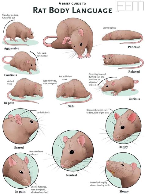 Rats need friends to be happy. Rat body language : coolguides