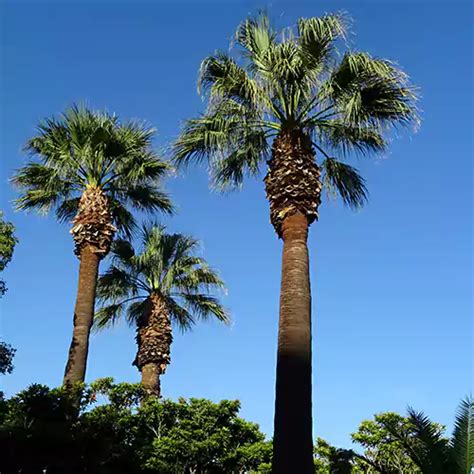California Palm Washingtonia Filifera Plant Lalit Enterprise