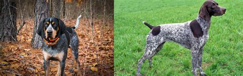 German Shorthaired Pointer Vs Bluetick Coonhound Breed Comparison