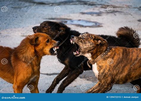 Three Dogs Are Fighting Stock Image Image Of Fight 139472315
