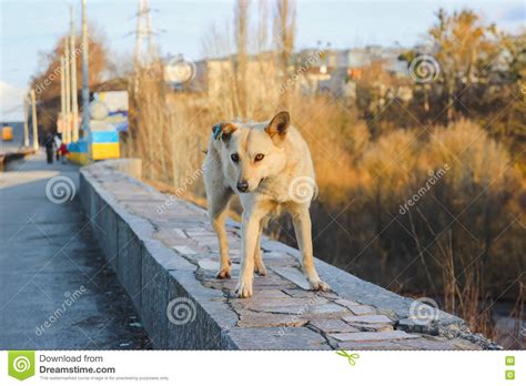 Sad Stray Dog At Street Stock Photo Image Of Canine 70678040