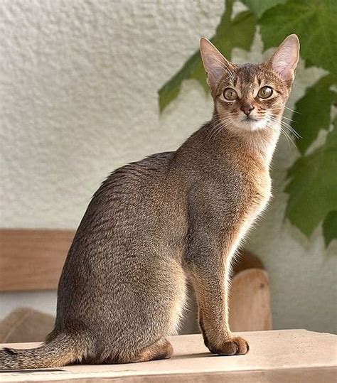 Abyssinian Cat Breed Complete Guide A Z Animals