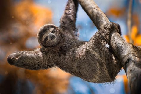 What Do Sloths Smell Like Stink Or Aroma Animal Hype