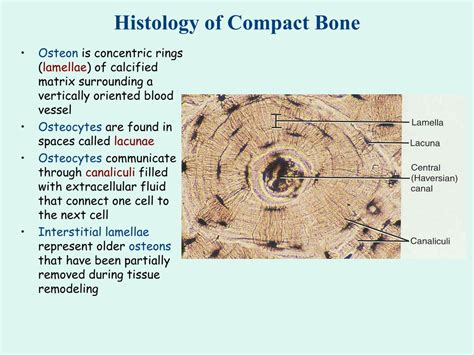 Ppt Bone Tissue Powerpoint Presentation Free Download Id5542086