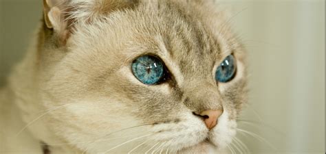 Do Cats Blink Understanding Feline Blinking Petstime
