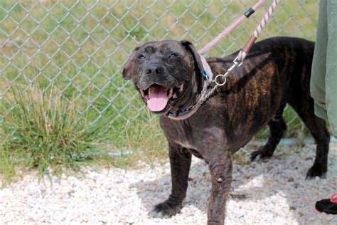 He's very well train, he's. Seven Things You Didn't Know about the Pitbull Mastiff Mix
