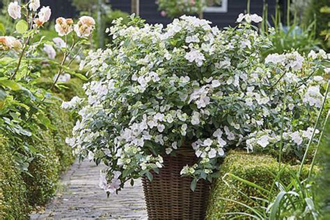 Hydrangea Runaway Bride Plant Offer Shop Livingsocial