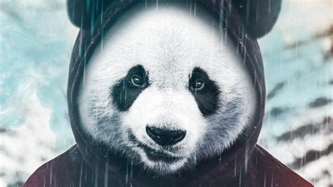 Gangster Panda Wallpaper Backiee