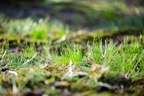 First Green Grass Growing From Naked Spring Soil Stock Photo Image Of