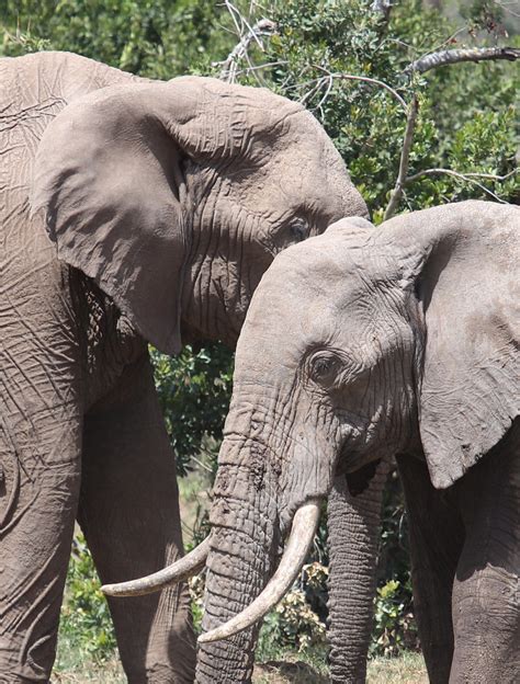Ol Pejeta Kenya Elephants Sally Walton Flickr