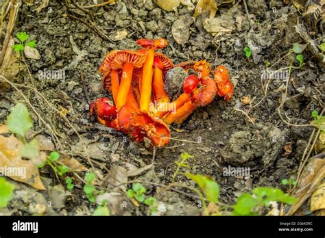 Red And Orange Fungus Growing On Soil In Shady Woodland Stock Photo Alamy