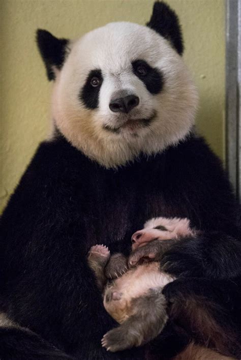 Panda Monium Grows Along With Frances First Baby Zooborns