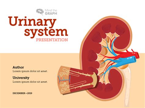 Urinary System Presentation Infographic Templates