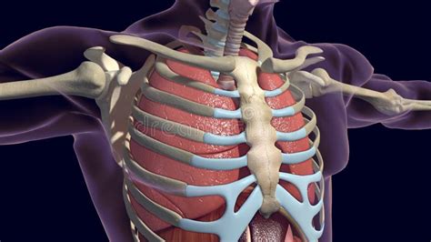 Human Lungs And Skeleton 3d Render Stock Illustration Illustration Of