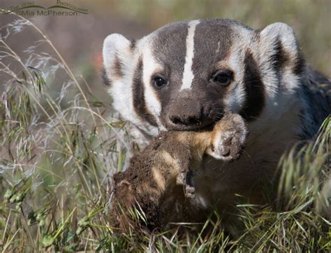 American Badger And Long Tailed Weasels Mia Mcphersons On The Wing