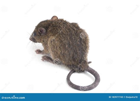 Brown Rat Rattus Rattus Isolated On White Stock Image Image Of