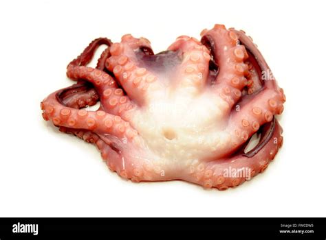Whole Fresh Octopus Isolated On A White Background Stock Photo Alamy