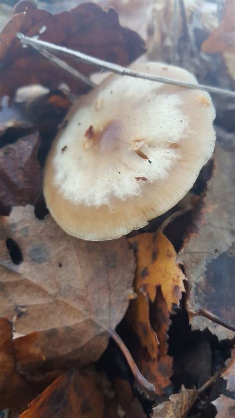 Pin On Mushrooms And Fungi