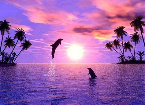 Share More Than 55 Sunset Cute Dolphin Wallpaper Latest Incdgdbentre