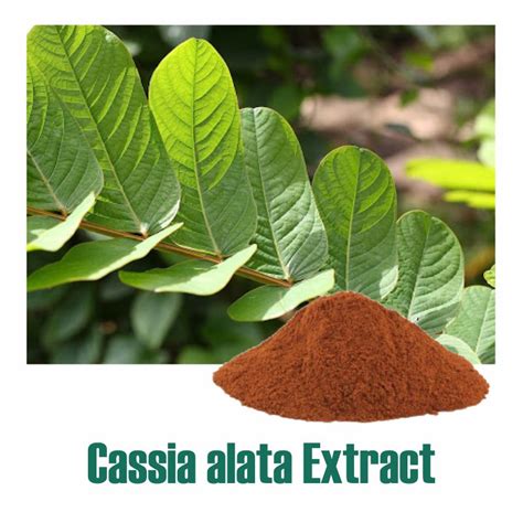 Cassia Alata Extract Standardized Botanical Extracts Manufacturer
