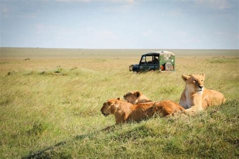 41 Awesome Safari Animals And Where To Find Them