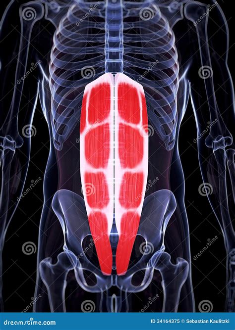 Highlighted Abdominal Muscles Stock Illustration Illustration Of