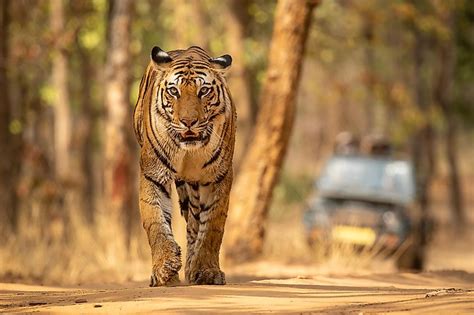 Indian States By Tiger Population Worldatlas