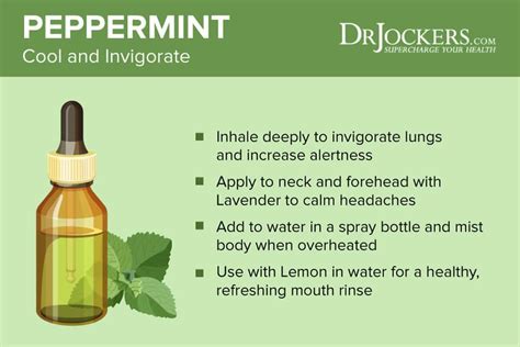 7 Benefits Of Peppermint Essential Oil Peppermint Essential Oil