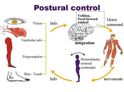 Postural Causes Symptoms Treatment Postural