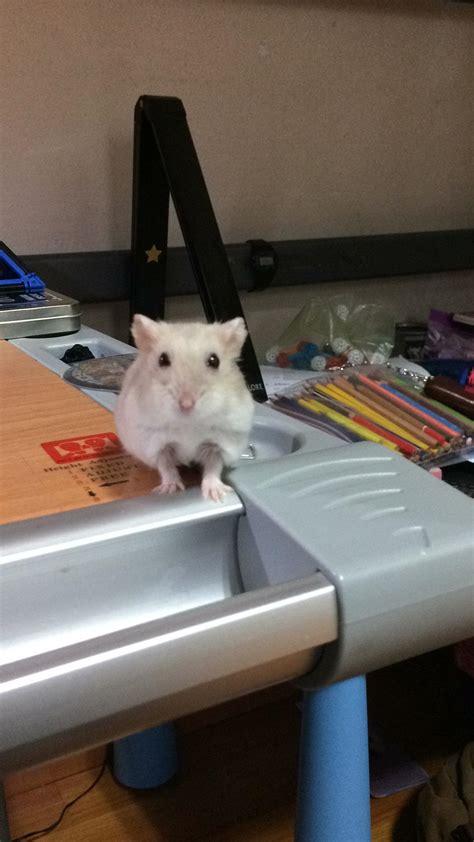 This Is My Late Hamster That Died 4 Years Ago I Still Remember The